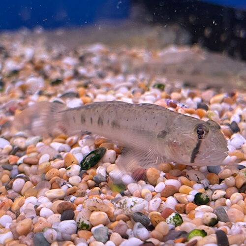 Oligolepis Acutipennis