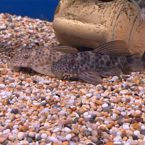 Ancistomus Feldbergae L012