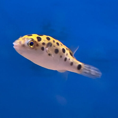 Green Spotted Puffer