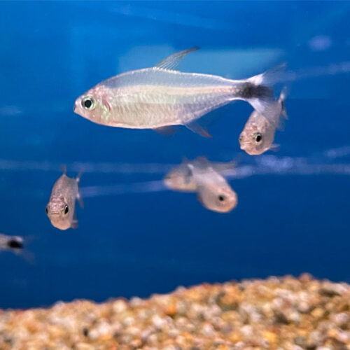 Hyphessobrycon Procyon