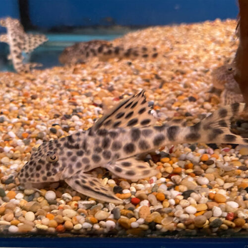 Peckoltia Sabaji L75
