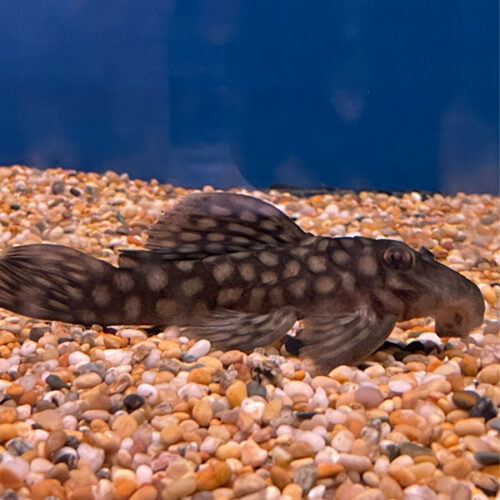 Spectracanthicus Zuanoni L354