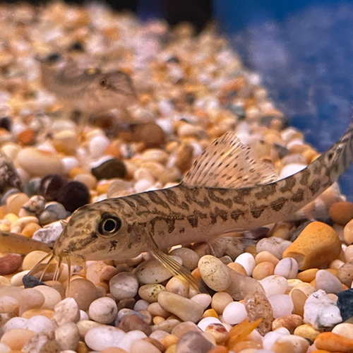 Acanthocobitis Urophthalmus