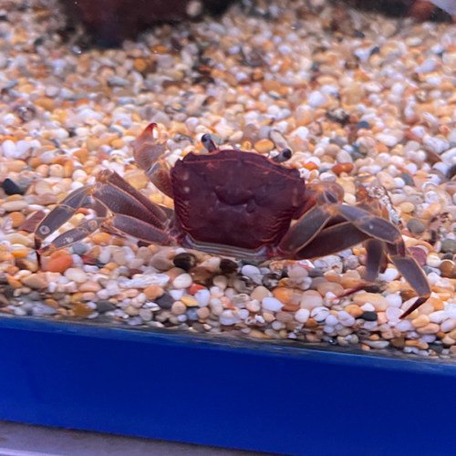 Parathelphusa Ferruginea