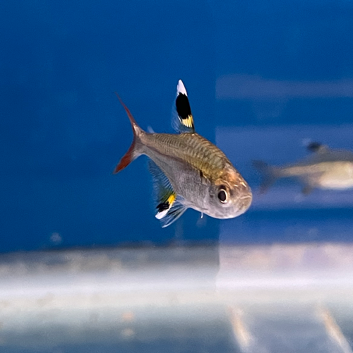 X-Ray Tetra