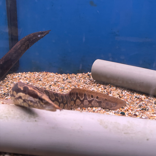 Tyre Track Eel