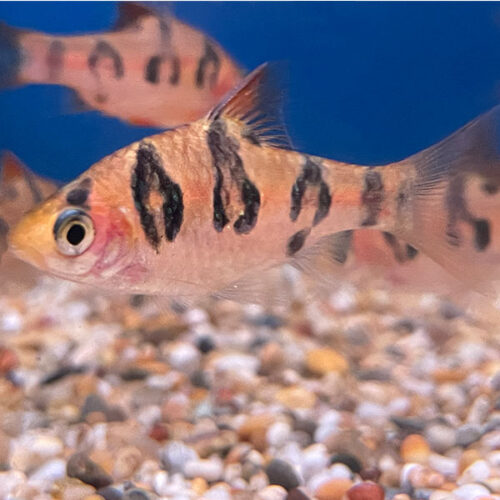 Barbus Rhomboocellatus