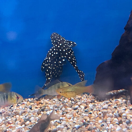 Baryancistrus Sp. LDA33