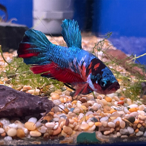 Giant Betta