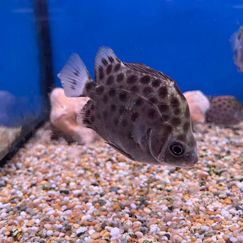 Green Scatophagus