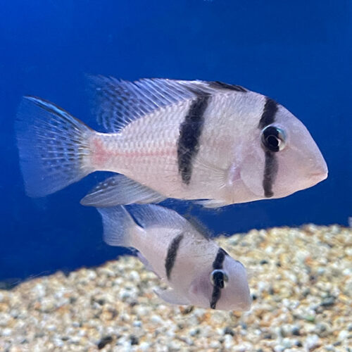 Guianacara Dacrya