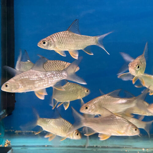 Lemon Fin Barb