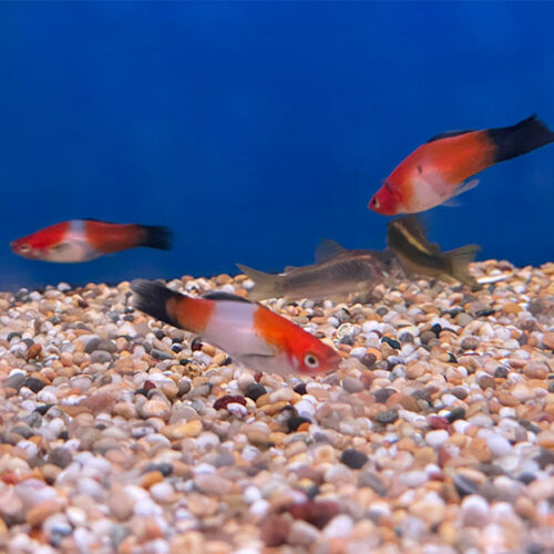 Red Eye Kohaku Swordtail