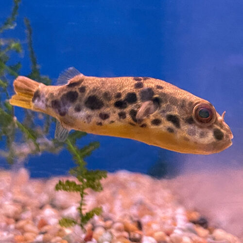Tetraodon Schoutedeni