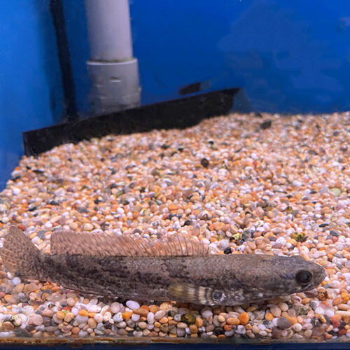 Channa quinquefasciata