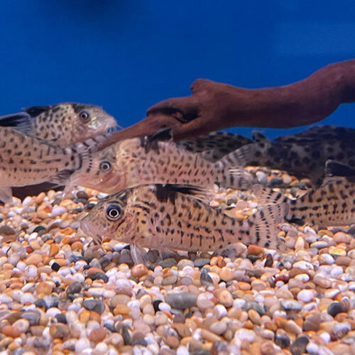 Corydoras Agassizii