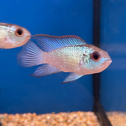 Electric Blue Acara