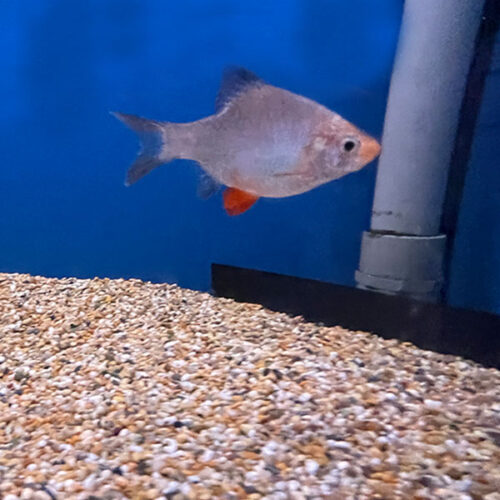 Green Jade Tiger Barb
