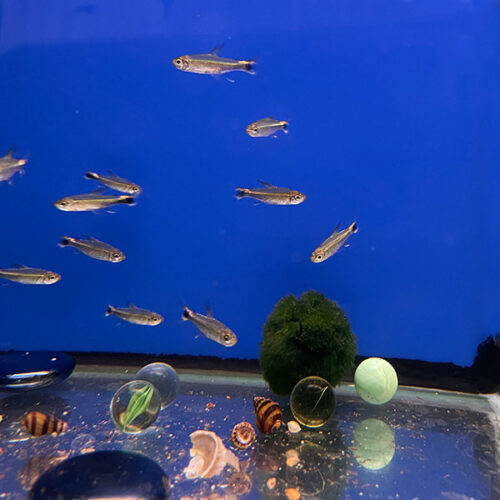 Hemigrammus hyanuary