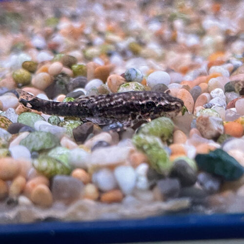 Hisonotus leucofrenatus