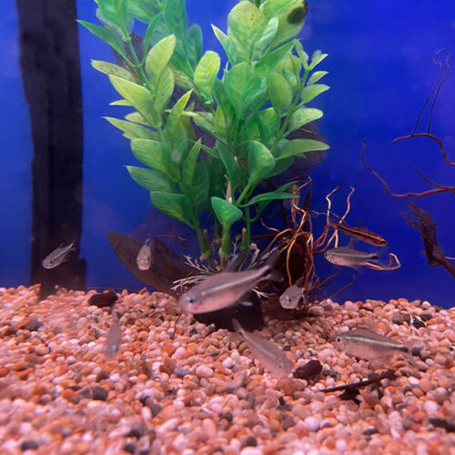 Hyphessobrycon Metae