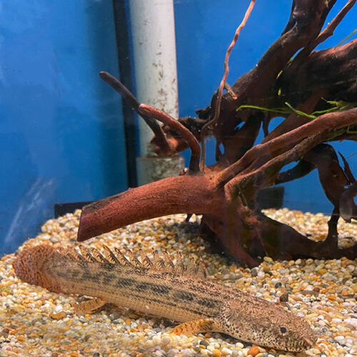 Polypterus ansorgii