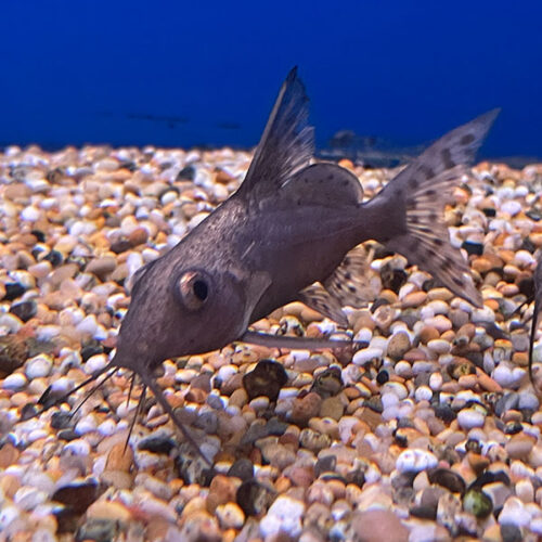 Synodontis batensoda