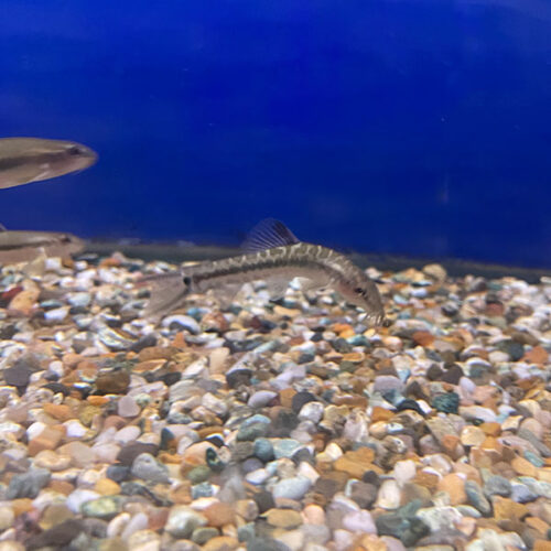 Traccatichthys Pulcher