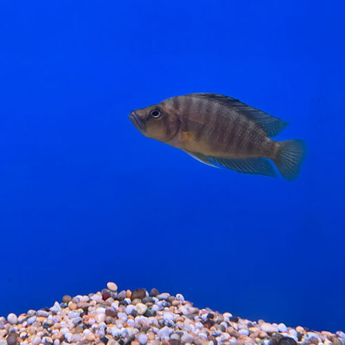 Altolamprologus Compressiceps Gold