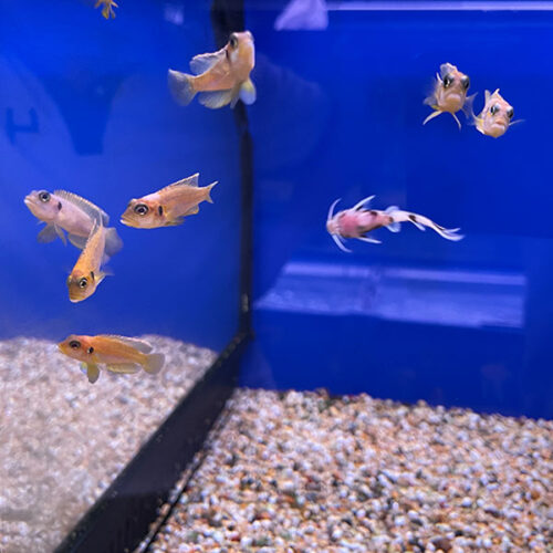 Lamprologus Ocelatus Gold