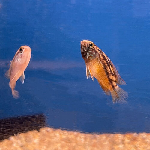Nannacara Anomala Female