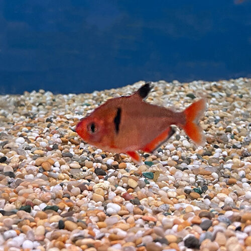 Serpae Tetra