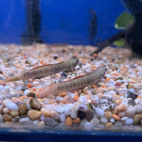 Stiphodon Ornatus