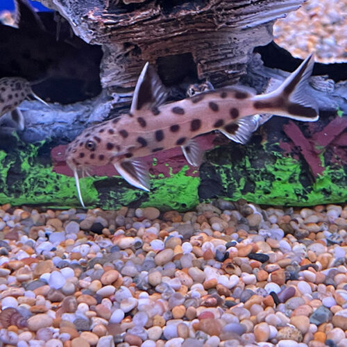 Synodontis lucipinnis