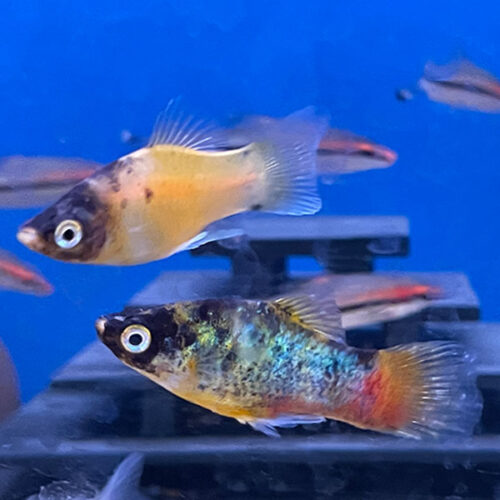 Bumblebee Platy
