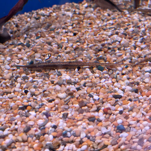 Farlowella Acus