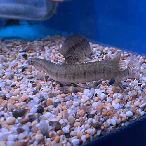 Mastacembelus Zebrinus