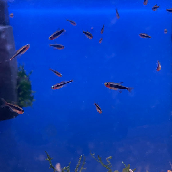 Tucanoichthys Tucano