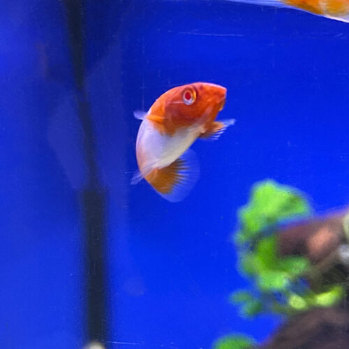 Kohaku Swordtail