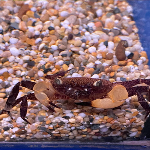 white claw crab