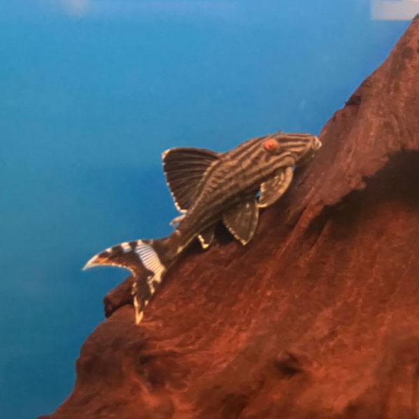 Panaque Nigrolineatus L190