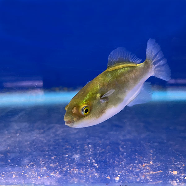 Auriglobus modestus