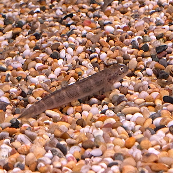 Sicydium crenilabrum (Rummy Nose Tetra)