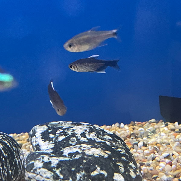 Hyphessobrycon Negodagua Nego Dagua Tetra