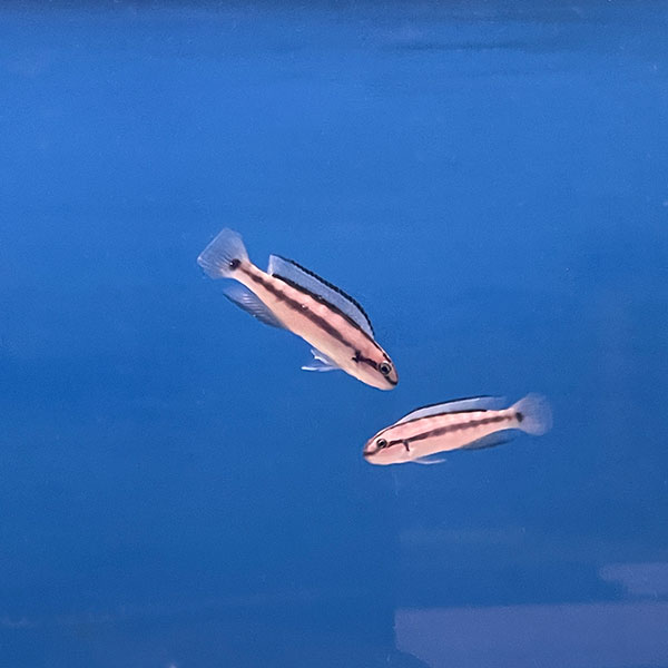 Telmatochromis Vittatus