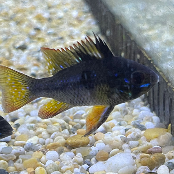 Black Ramirezi
