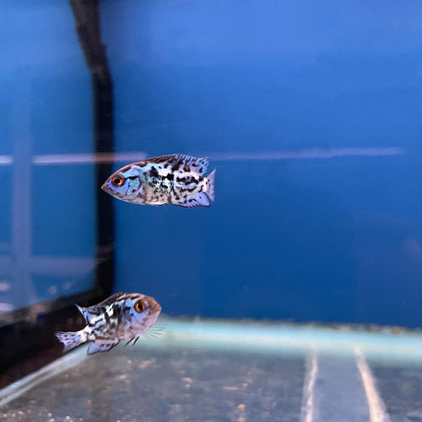 Electric Blue Jack Dempsey