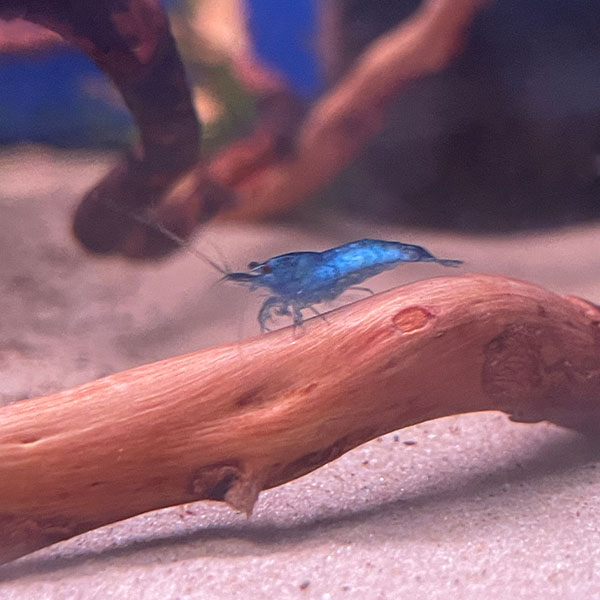 Blue Shrimp