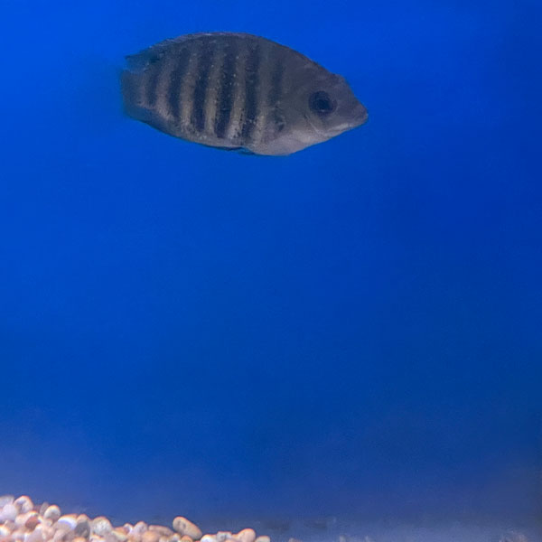 Etroplus Suratensis