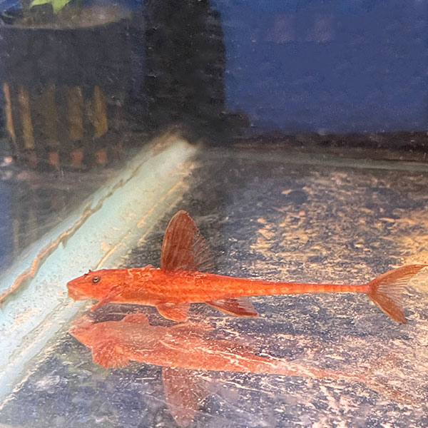 Hemiloricara Lanceolata Red